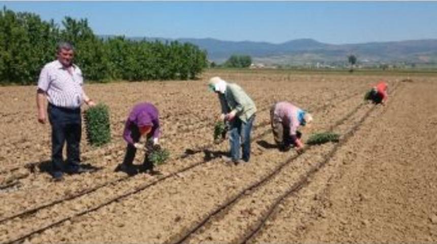 Yenişehir Ovasında Biber Ve Domates Ekimi Başladı