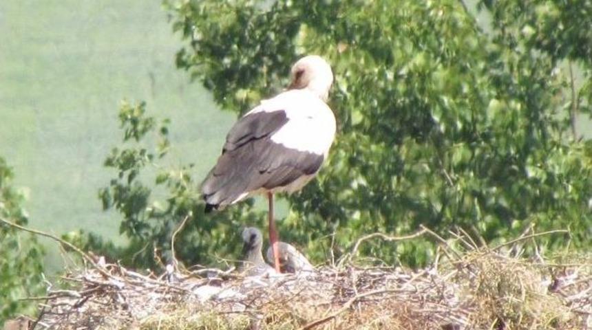 &Ccedil;an&rsquo;da Leylek Yavruları Yumurtadan &Ccedil;ıktı