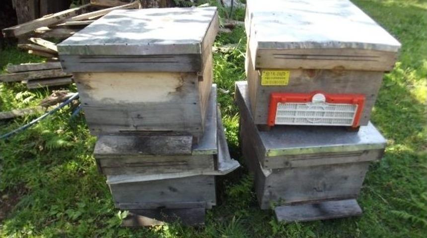 Giresun&rsquo;da Arı Hırsızları Yakalandı