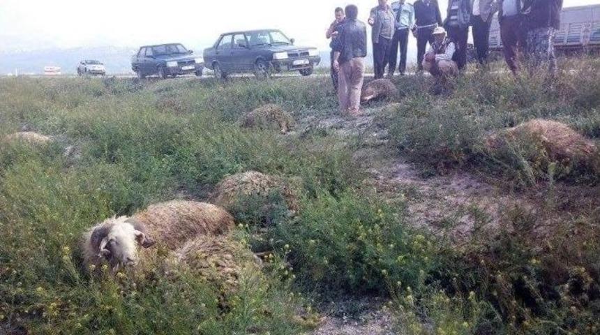 Şarampole Yuvarlanan Kamyonet Koyun S&uuml;r&uuml;c&uuml;ne &Ccedil;arptı