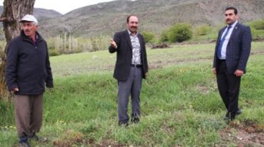 Domuzlar Tarladaki Ekinleri Zarar Verdi