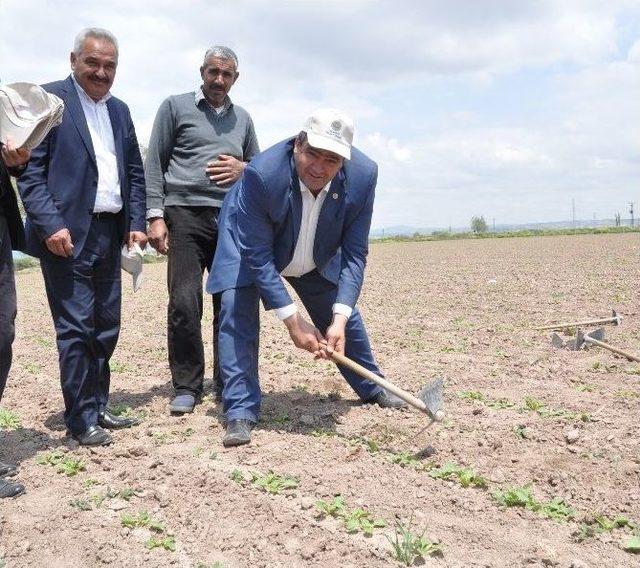 (özel Haber) Aksaray’da Çiftçilere Karanfilli Kutlama