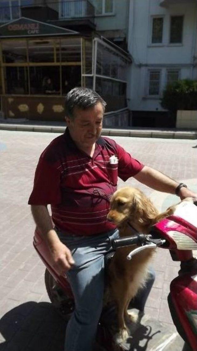 Yavru Golden Daisy&rsquo;nin Keyfine Diyecek Yok 1