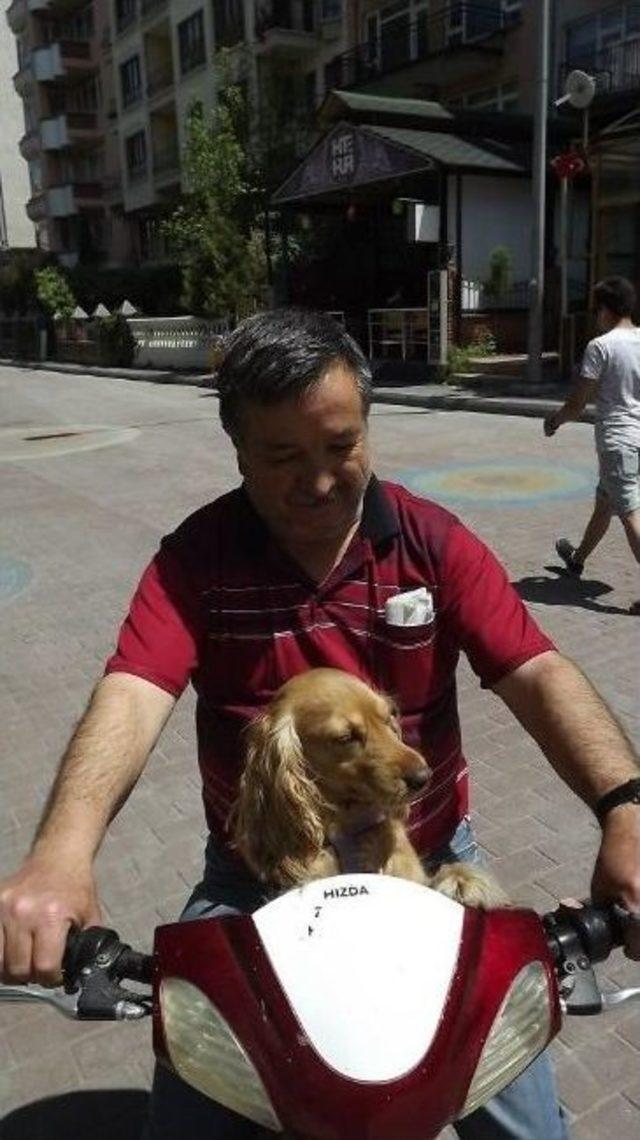 Yavru Golden Daisy&rsquo;nin Keyfine Diyecek Yok 2