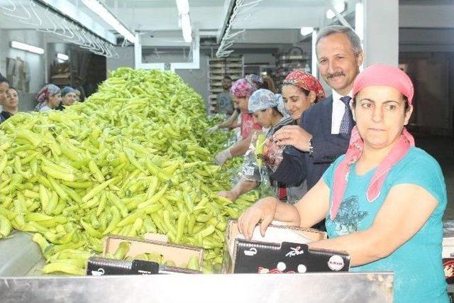 Mhp Milletvekili Günal’dan Hal Esnafına Müjde