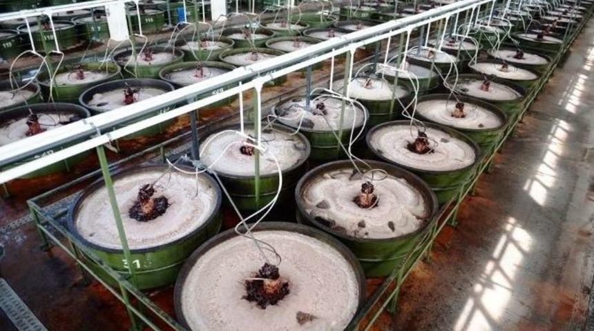 Sofralık Zeytin Teşvik Bekliyor