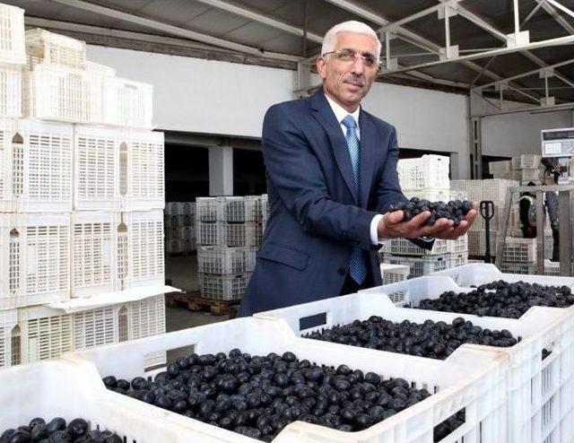 Sofralık Zeytin Teşvik Bekliyor