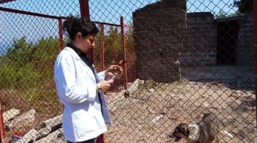 Kurucaşile&rsquo;de Sokak K&ouml;pekleri Kısırlaştırıldı