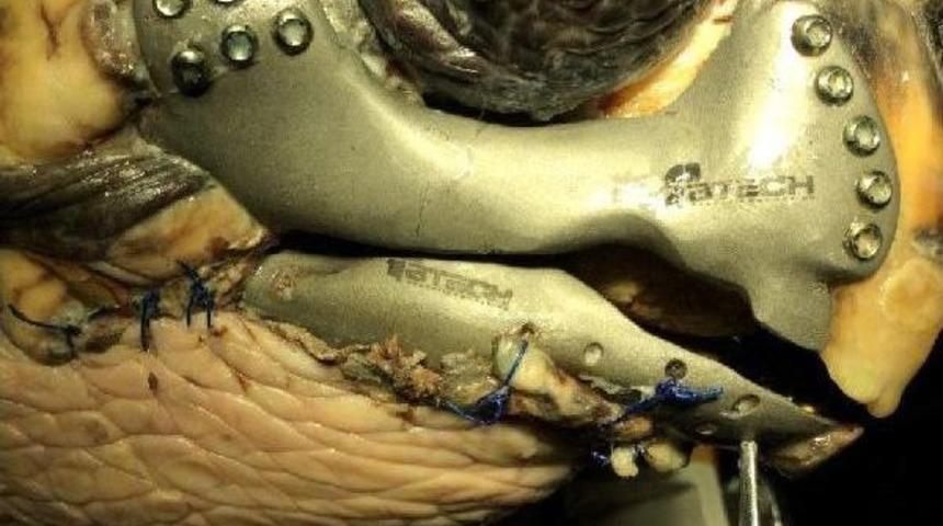 Caretta Caretteya 3D &Ccedil;ene Protezi