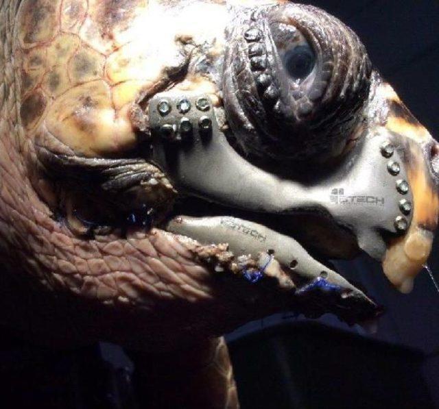 Caretta Caretteya 3D Çene Protezi