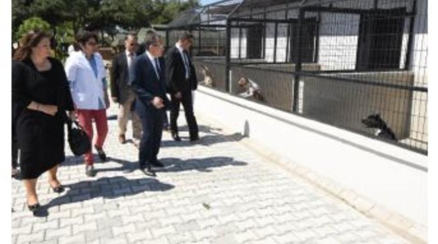 Başkan Uğur Sokak Hayvanları Ge&ccedil;ici Bakımevinde İncelemelerde Bulundu