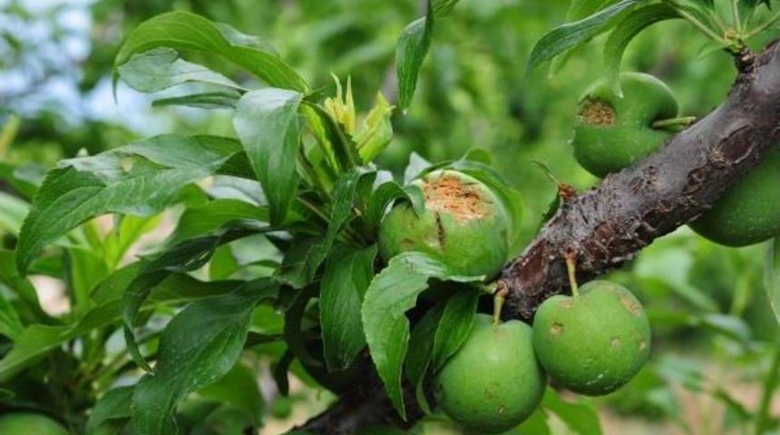 Dolu &Uuml;reticiyi Vurdu