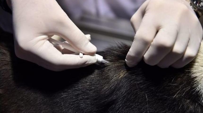 Sokak Hayvanlarının Takibi İ&ccedil;in Mikro&ccedil;ip Uygulaması Başlatıldı