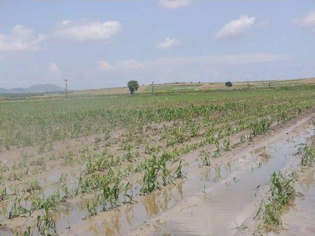 Çukurova’da Şiddetli Yağış Ve Dolu Tarım Arazilerini Vurdu