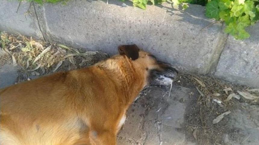 Ege &Uuml;niversitesinde K&ouml;pek Katliamı