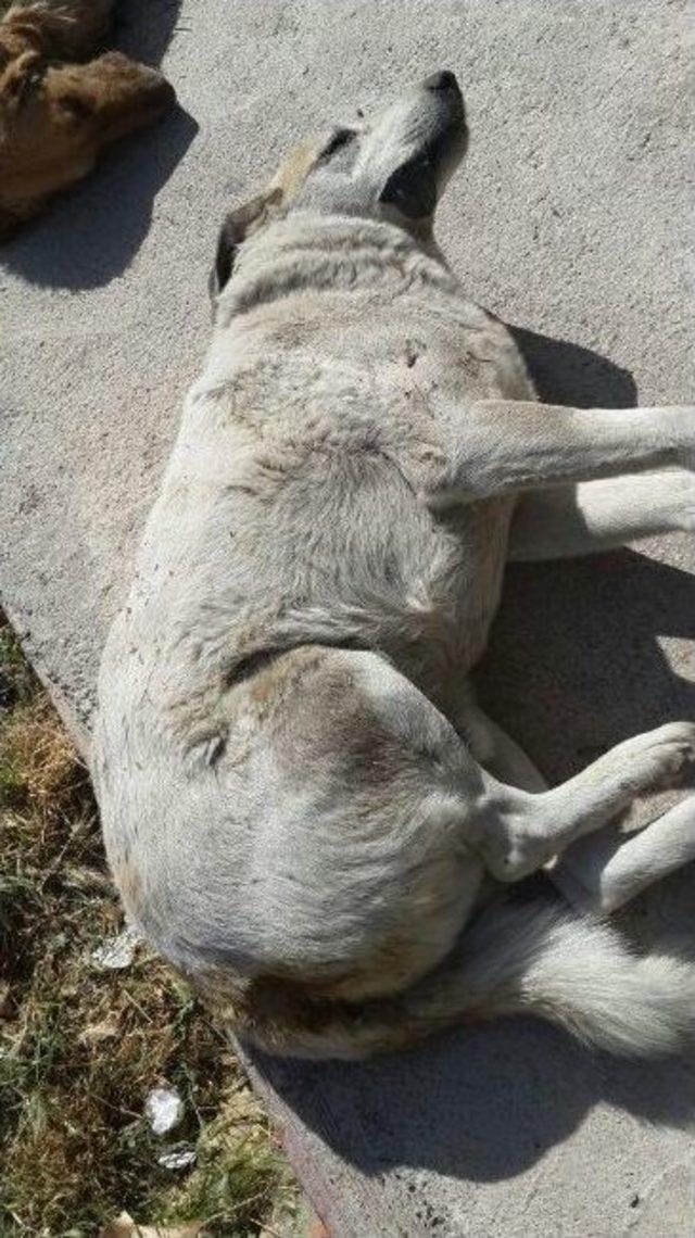 Ege Üniversitesinde Köpek Katliamı