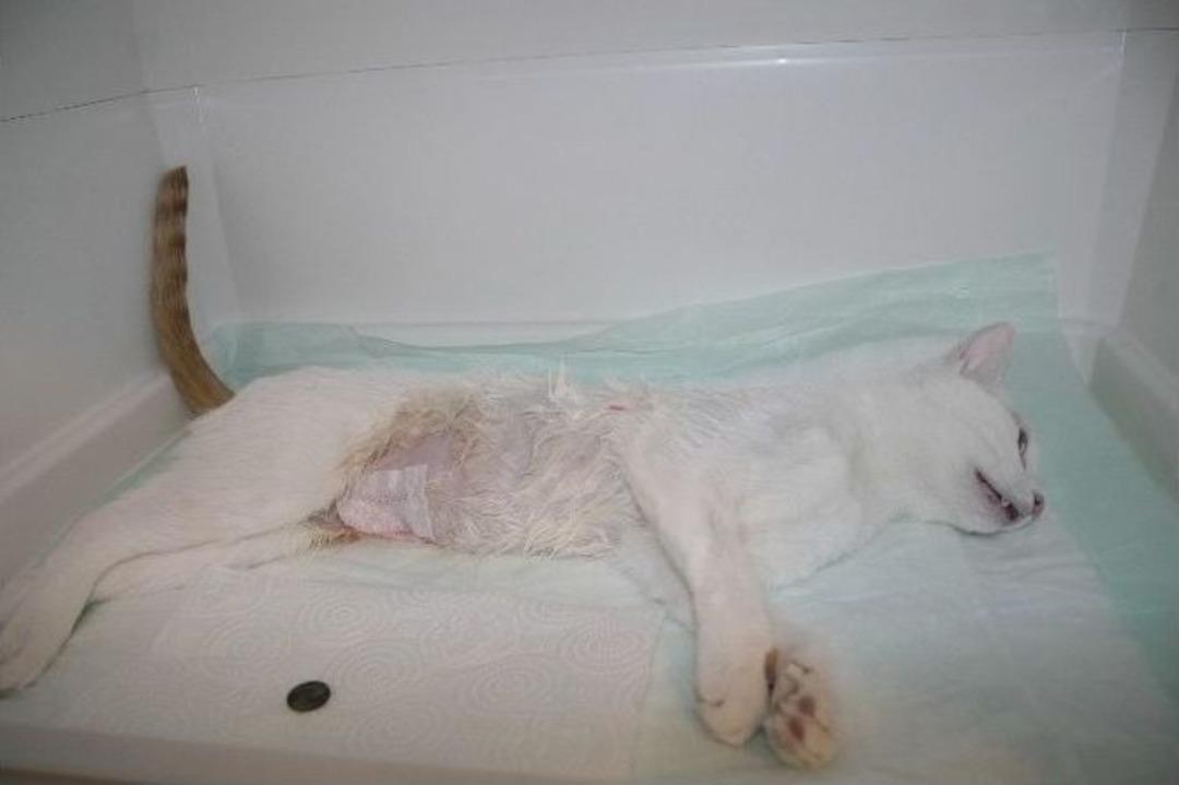 (&ouml;zel Haber) Kediye Para Operasyonu