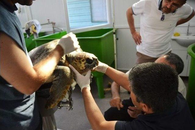 İlk Kez Bir Caretta Carettaya 3d &Ccedil;ene Protezi Yapıldı 1