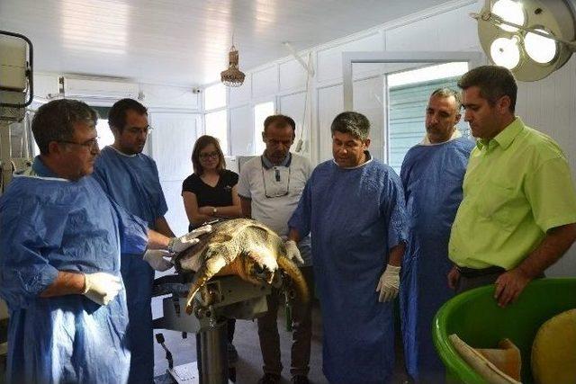 İlk Kez Bir Caretta Carettaya 3d &Ccedil;ene Protezi Yapıldı 2