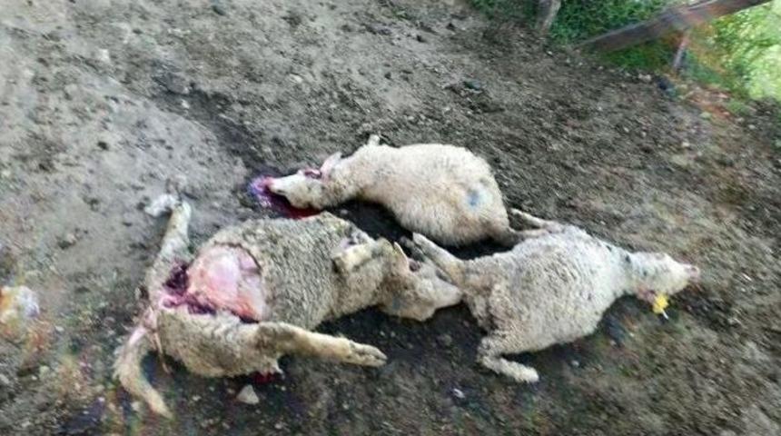 Borcu Bitmek &Uuml;zere Olan Koyunları Kurt Kaptı