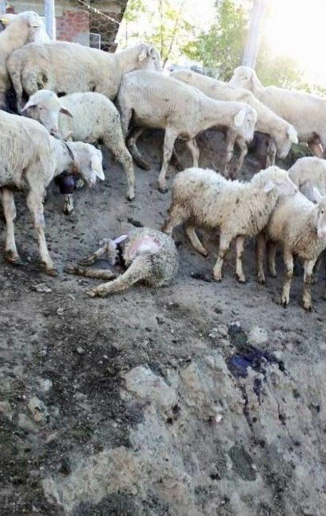 Borcu Bitmek Üzere Olan Koyunları Kurt Kaptı