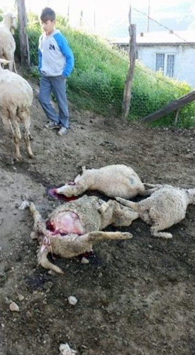 Borcu Bitmek Üzere Olan Koyunları Kurt Kaptı