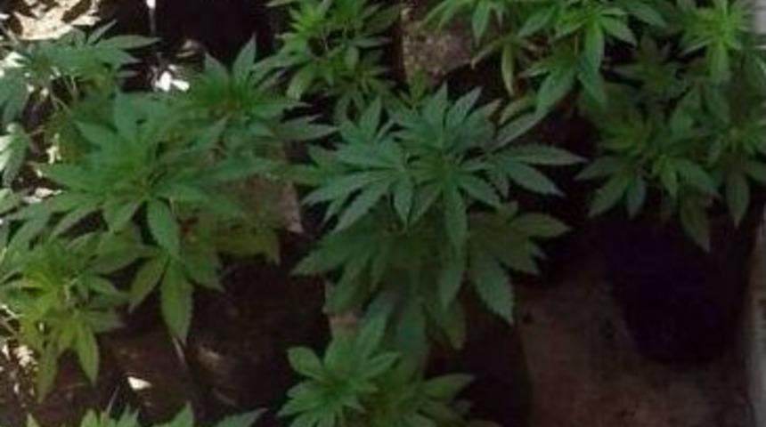 Manisa&rsquo;da 104 K&ouml;k Hint Keneviri Ele Ge&ccedil;irildi