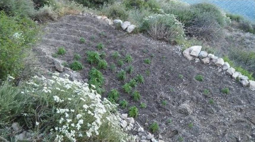 Dat&ccedil;a Jandarmasından Uyuşturucu Tacirlerine Su&ccedil;&uuml;st&uuml;