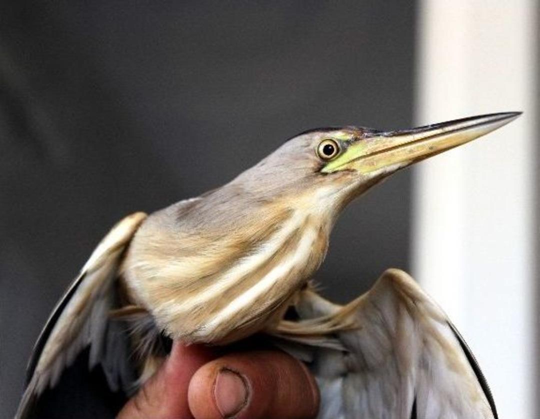 Yolunu Kaybeden Hintli Kuş, Antalya&rsquo;da Yaralı Olarak Bulundu