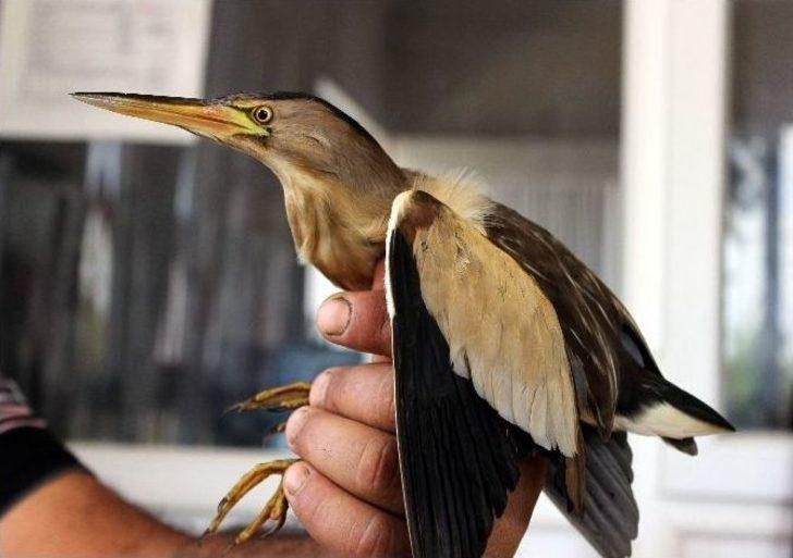 Yolunu Kaybeden Hintli Kuş, Antalya’da Yaralı Olarak Bulundu G1