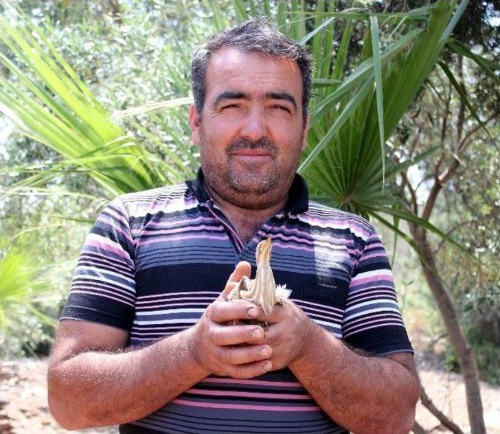 Yolunu Kaybeden Hintli Kuş, Antalya’da Yaralı Olarak Bulundu G3