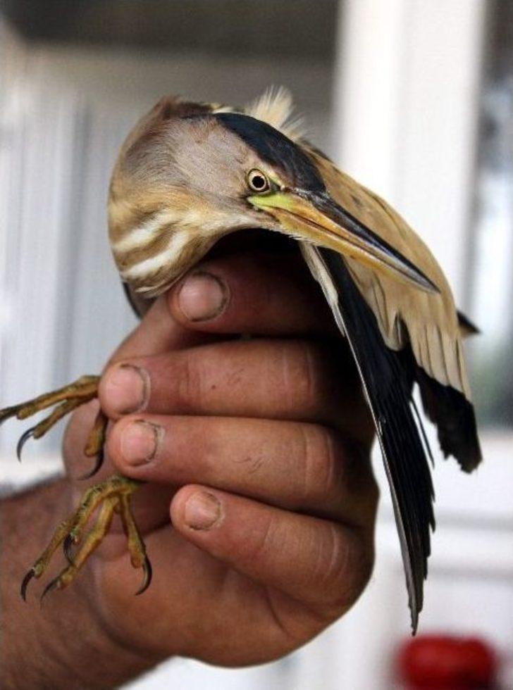 Yolunu Kaybeden Hintli Kuş, Antalya’da Yaralı Olarak Bulundu G5