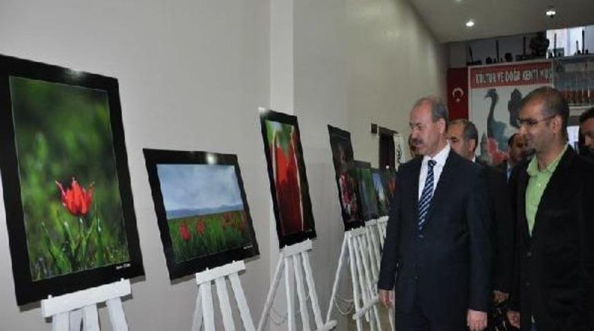 Muş Laleleri Fotoğraflarla D&uuml;nyaya Tanıtılacak