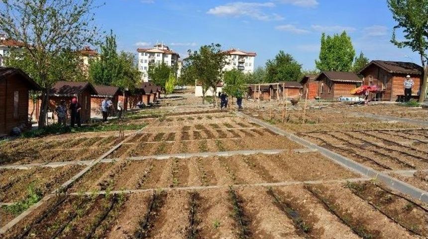 Batıkent Hobi Bah&ccedil;esi&rsquo;nde Fide Dağıtımı