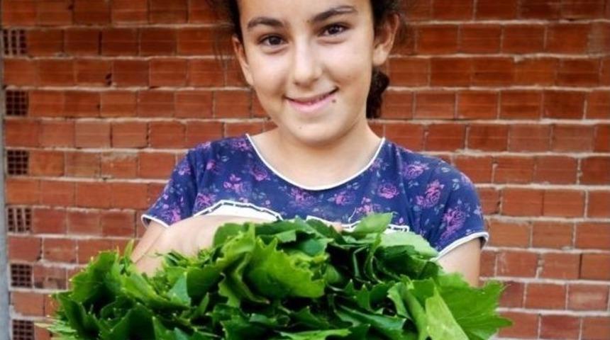 Sarıg&ouml;l&rsquo;de Taze &Uuml;z&uuml;m Yaprağı Alımları Başladı