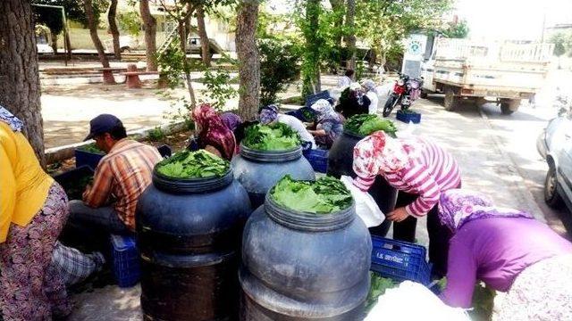 Sarıgöl’de Taze Üzüm Yaprağı Alımları Başladı