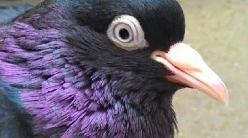 Akkanat G&uuml;vercininin Fiyatı Dudak U&ccedil;uklatıyor