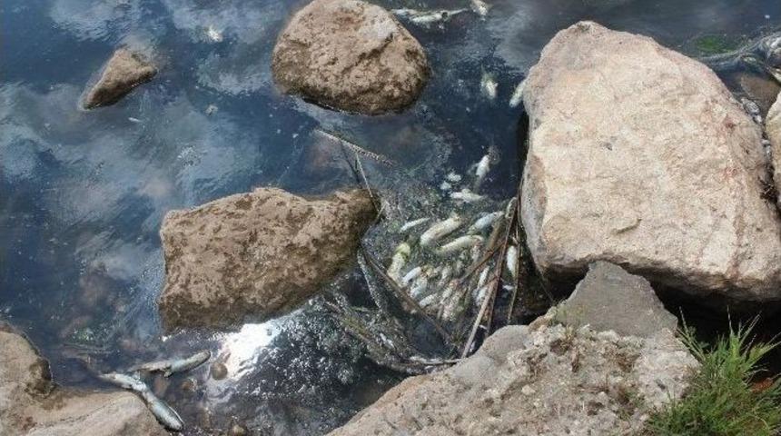Yavuzeli İl&ccedil;esinde Balıkların Nesli T&uuml;keniyor