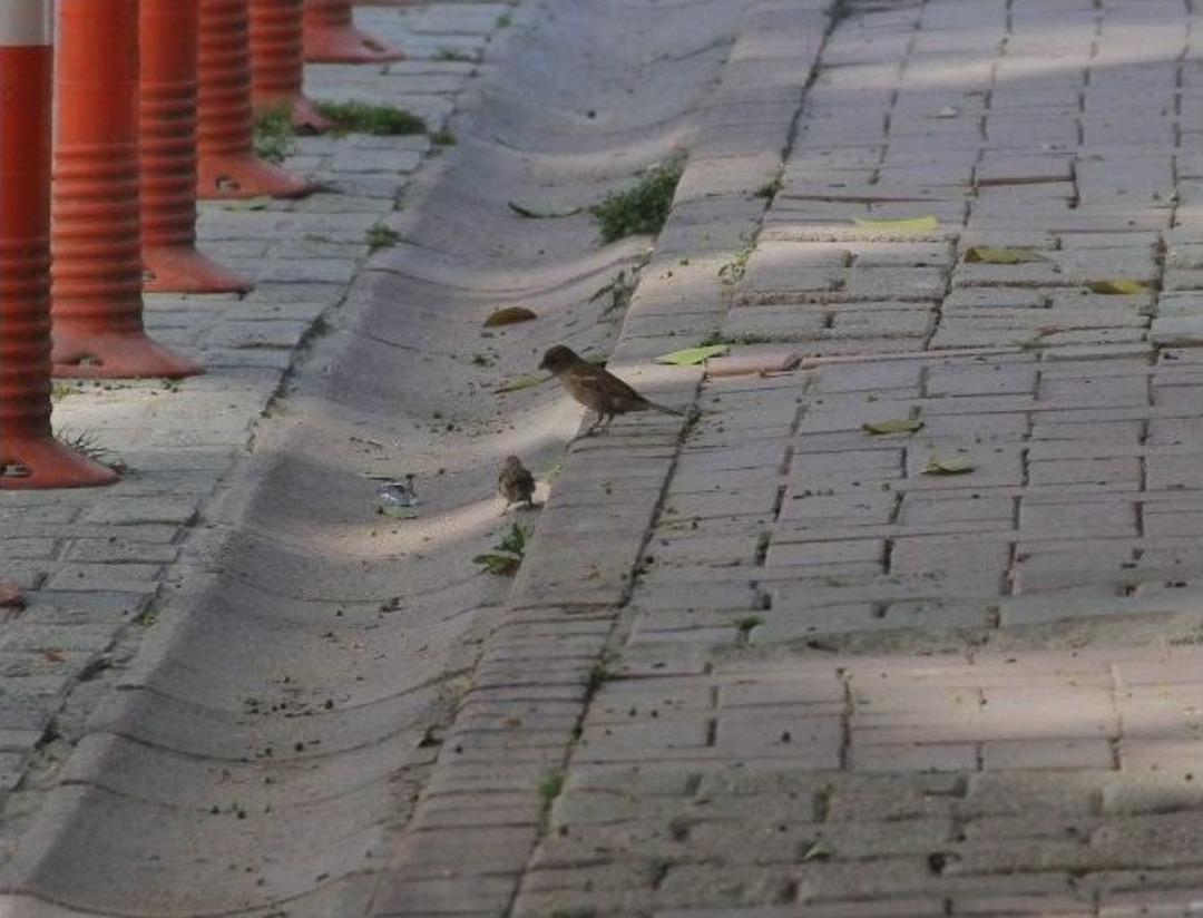 Bek&ccedil;inin Yavru Kuş Hassasiyeti