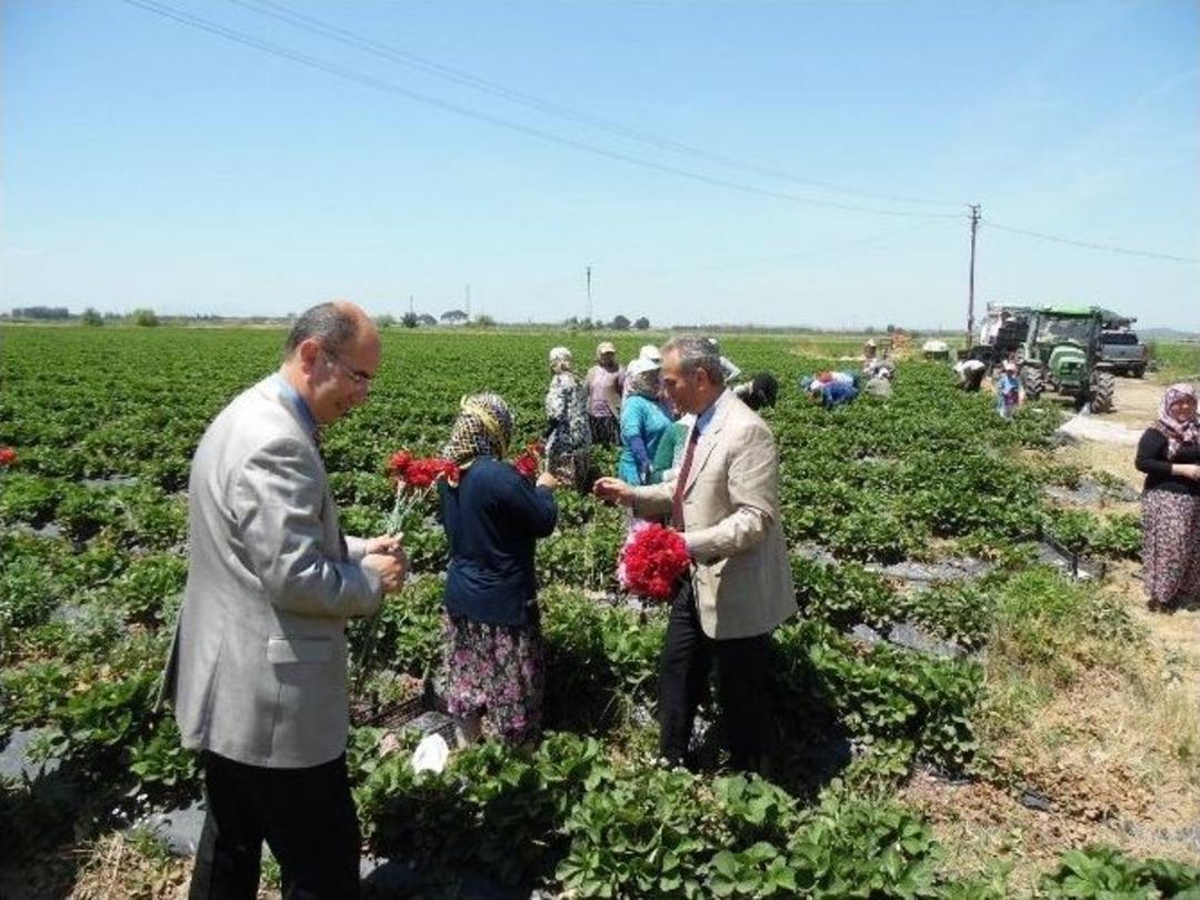Ayvalık&rsquo;ta D&uuml;nya &Ccedil;ift&ccedil;iler G&uuml;n&uuml;n&uuml; Tarlada Kutlandı