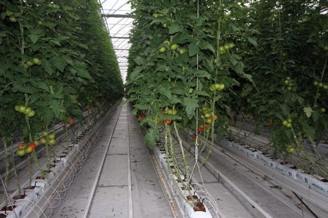 Diyadin Sebze &Uuml;retiminde Antalya&rsquo;yla Yarışacak