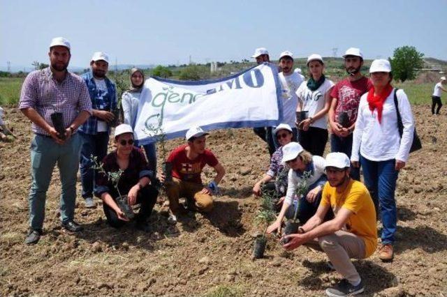 Yırca'da Sökülen Zeytinlerin Yerine Yenileri Dikiliyor