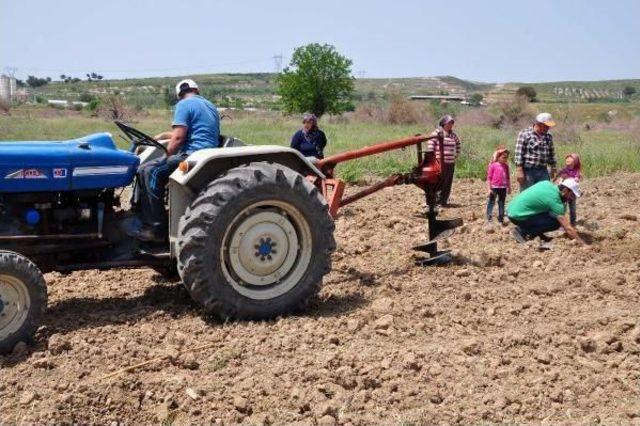 Yırca'da Sökülen Zeytinlerin Yerine Yenileri Dikiliyor