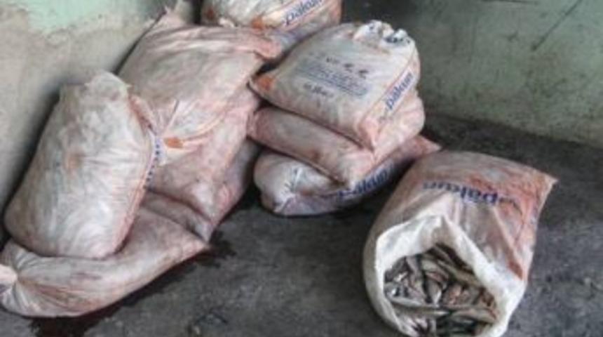 Jandarma Ekiplerinden İnci Kefali Operasyonu