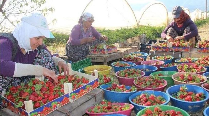 Aydın&rsquo;da &Ccedil;ilek Bereketi