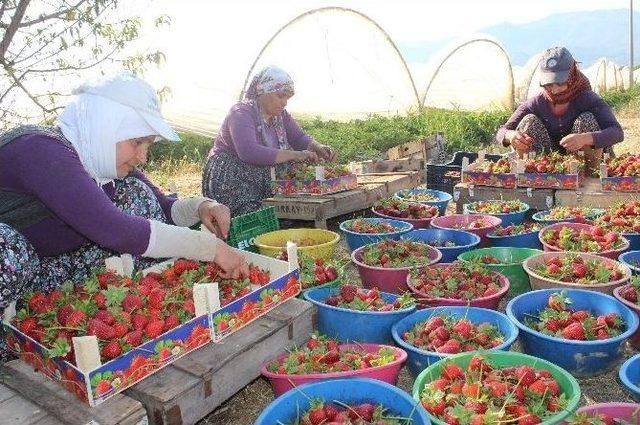 Aydın’da Çilek Bereketi