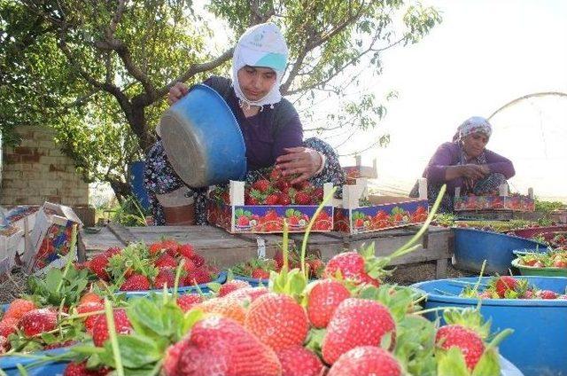 Aydın’da Çilek Bereketi