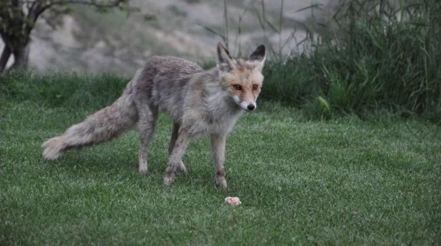 Tilkilerin Sanat M&uuml;ziği Eşliğinde Yemek Keyfi
