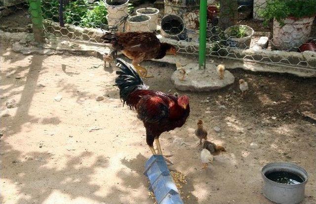 (özel Haber) Horoz, Tavuk Gibi Kuluçkaya Yattı 1