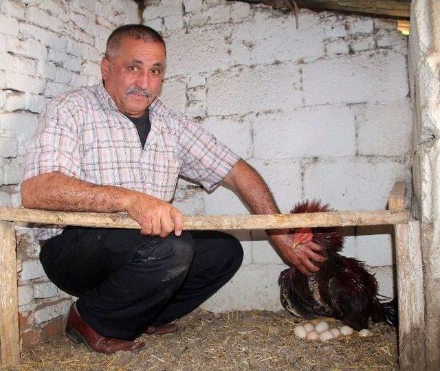 (özel Haber) Horoz, Tavuk Gibi Kuluçkaya Yattı 2